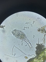 Philodina megalotrocha