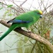 Malherbe's Parakeet - Photo (c) Jon Sullivan, some rights reserved (CC BY)
