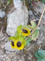 Ophrys lutea lutea