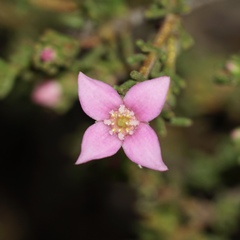 Boronia inornata