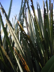 Ichneutica steropastis