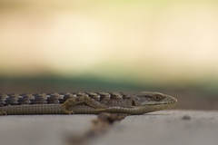 Elgaria multicarinata webbii