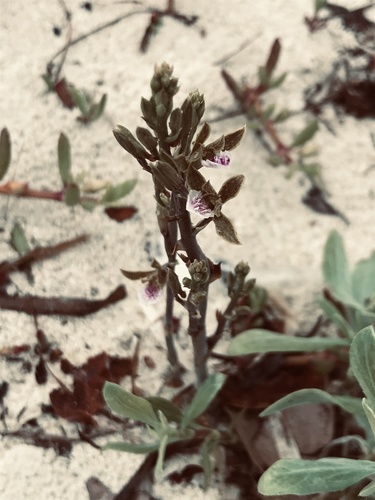 Chinese Crown Orchid