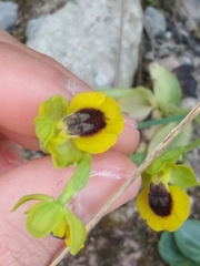 Ophrys lutea lutea