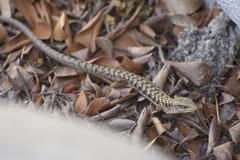 Elgaria multicarinata webbii