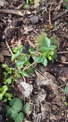 Smyrnium perfoliatum