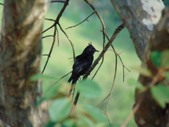 Knipolegus lophotes