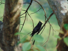 Knipolegus lophotes