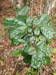Tabebuia domingensis