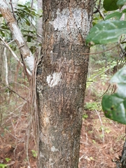 Tabebuia domingensis
