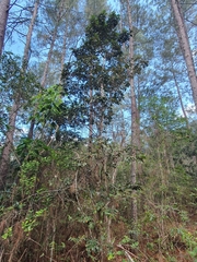 Tabebuia domingensis