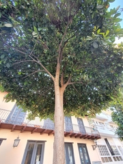 Tabebuia berteroi