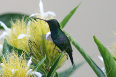 Chlorostilbon gibsoni