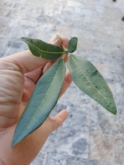 Tabebuia berteroi