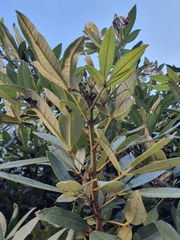 Tabebuia berteroi