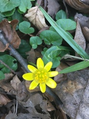 Ficaria verna