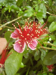 Feijoa sellowiana