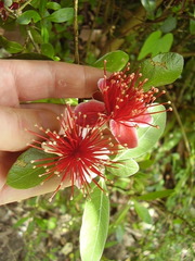 Feijoa sellowiana