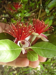 Feijoa sellowiana