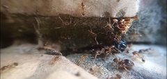 Pheidole megacephala