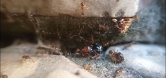 Pheidole megacephala