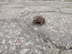 Bufo bufo