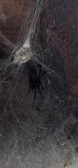 Araneae