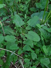 Sanguisorba officinalis