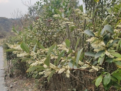 Lyonia ovalifolia