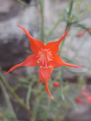 Ipomopsis aggregata formosissima