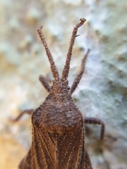 Choerommatus