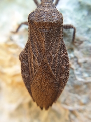 Choerommatus