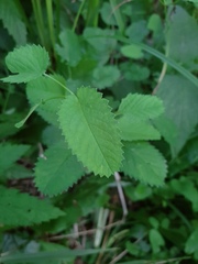 Sanguisorba officinalis