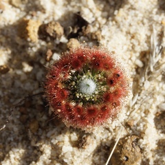 Drosera trichocaulis