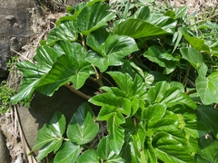 Angelica hirsutiflora