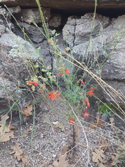 Ipomopsis aggregata formosissima