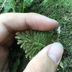 Selaginella involvens