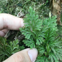 Selaginella involvens