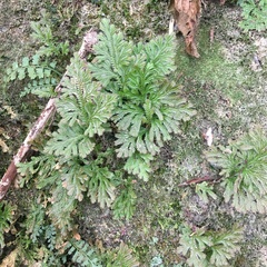 Selaginella involvens