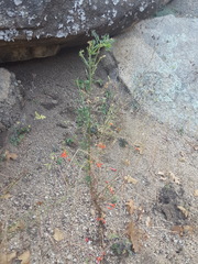 Ipomopsis aggregata formosissima