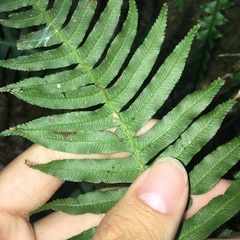 Plagiogyria stenoptera