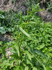 Rumex japonicus