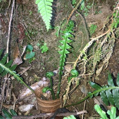 Plagiogyria stenoptera