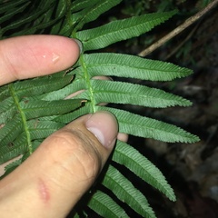 Plagiogyria stenoptera