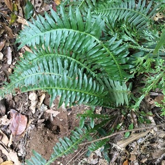 Plagiogyria stenoptera