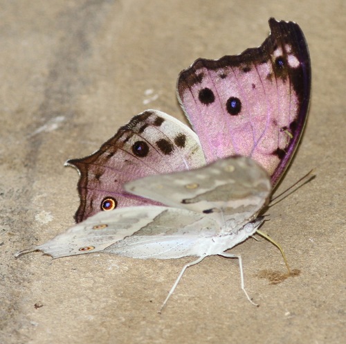 Common Mother-of-Pearl