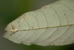 Perisyntrocha anialis