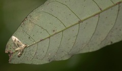 Perisyntrocha anialis