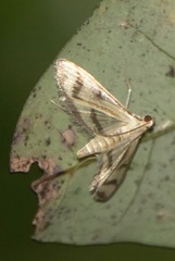 Perisyntrocha anialis