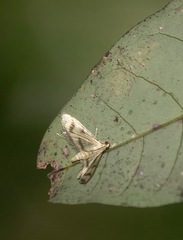 Perisyntrocha anialis